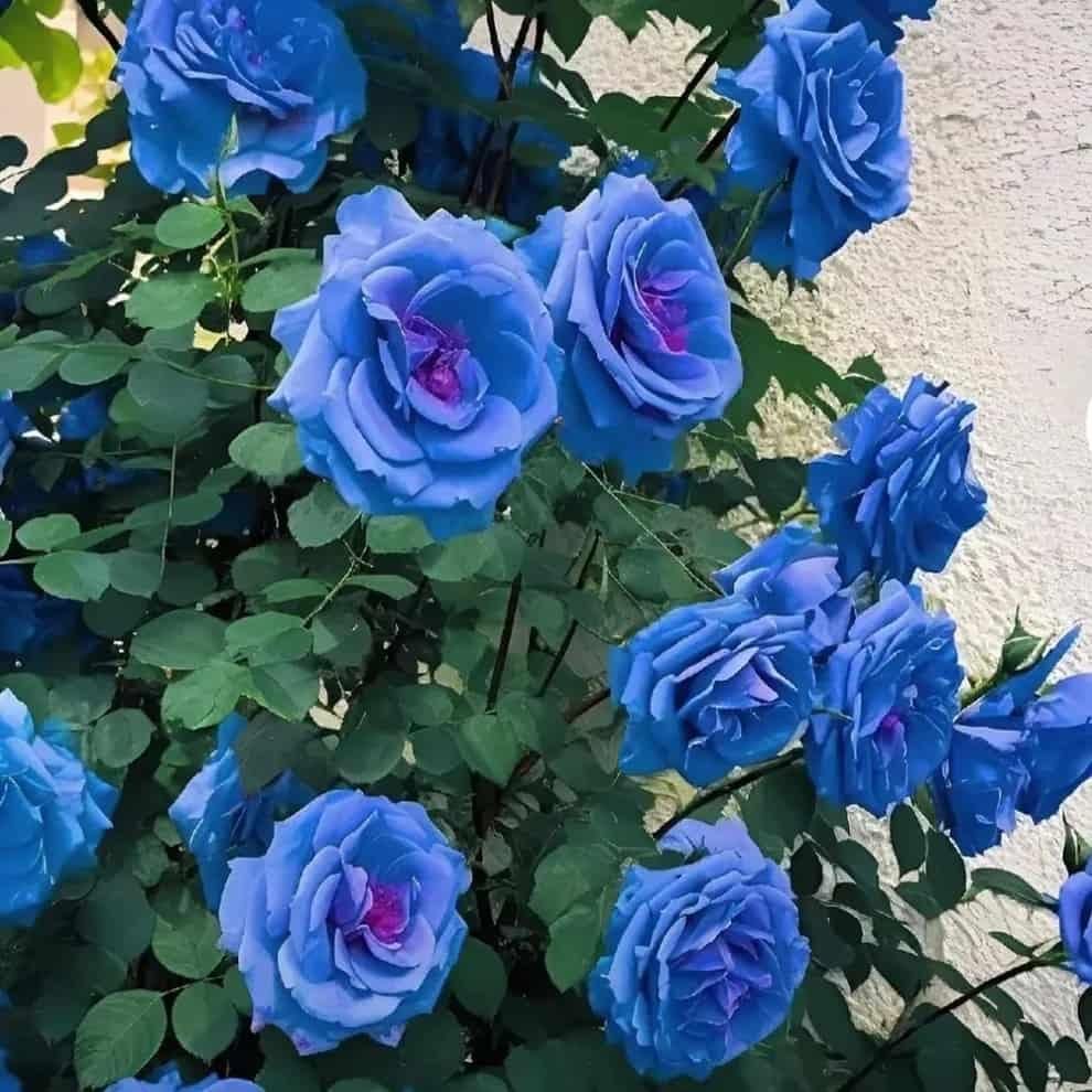 Rare Blue Climbing Rose Seeds Sahil Shop