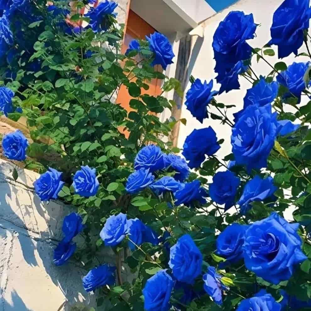Rare Blue Climbing Rose Seeds Sahil Shop