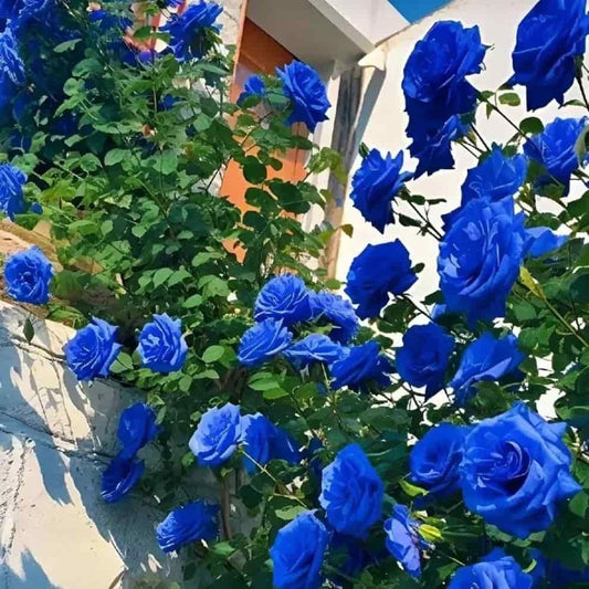 Rare Blue Climbing Rose Seeds Sahil Shop