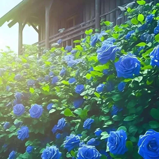 Rare Blue Climbing Rose Seeds Sahil Shop