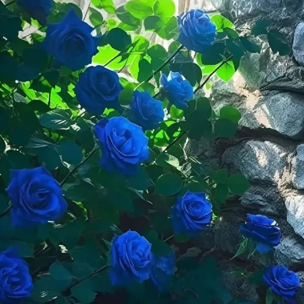Rare Blue Climbing Rose Seeds Sahil Shop